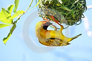 Southern Masked Weaver Bird Ploceus velatus African Weaver photo