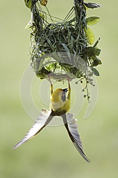 Southern Masked Weaver Bird photo