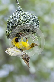 Southern Masked-Weaver in Kruger National park, South Africa