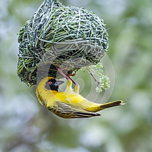 Southern Masked-Weaver in Kruger National park, South Africa