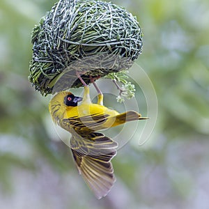 Southern Masked-Weaver in Kruger National park, South Africa