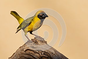 Southern masked weaver male sitting on a dead branch looking for food