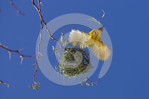 SOUTHERN MASKED-WEAVER ploceus velatus, ADULT BUILDING NEST, NAMIBIA