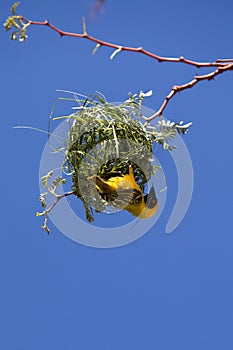 Southern Masked-weaver, ploceus velatus, Male working on Nest, Namibia