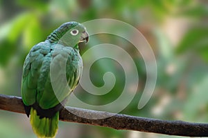 Southern Mealy Amazon Parrot