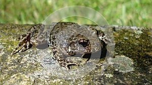 Southern midwife toad Alytes sp