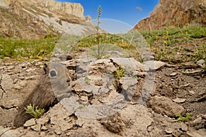 Southern Mountain Cavy in habitat