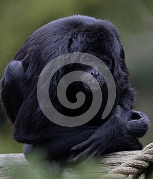 The southern muriqui Brachyteles arachnoides is a muriqui woolly spider monkey species endemic to Brazil photo