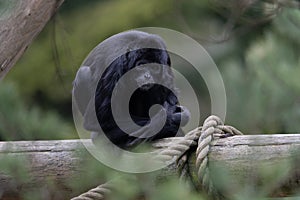 The southern muriqui Brachyteles arachnoides is a muriqui woolly spider monkey species endemic to Brazil photo