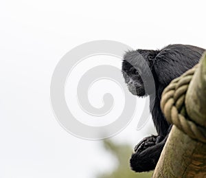 The southern muriqui Brachyteles arachnoides is a muriqui woolly spider monkey species endemic to Brazil photo