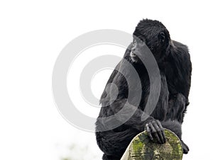 The southern muriqui Brachyteles arachnoides is a muriqui woolly spider monkey species endemic to Brazil photo