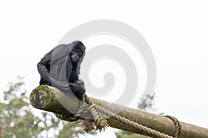 The southern muriqui Brachyteles arachnoides is a muriqui woolly spider monkey species endemic to Brazil photo