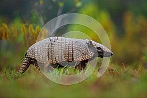 Southern Naked-tailed Armadillo, Cabassous unicinctus, Pantanal, Brazil