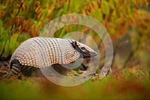 Southern Naked-tailed Armadillo, Cabassous unicinctus, strange rare animal with shell in the nature habitat, Pantanal, Brazil