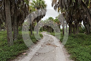 Southern nature in the Fort De Soto Park, Florida, USA