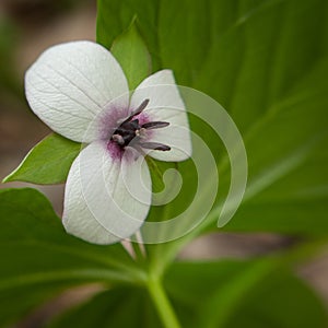 Southern Nodding Trillium in Spring