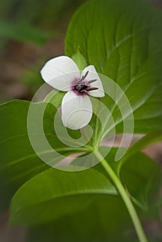 Southern Nodding Trillium in Spring 2