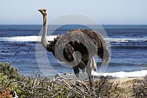 Southern ostrich struthio camelus