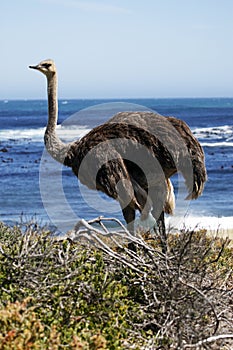 Southern ostrich struthio camelus