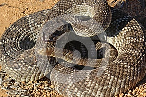 Southern Pacific Rattlesnake Crotalus oreganus helleri coiled forked tongue out photo