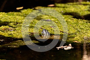 Southern painted turtle Chrysemys picta