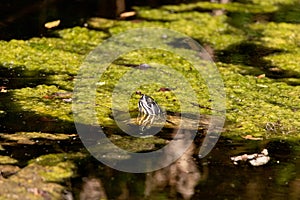 Southern painted turtle Chrysemys picta