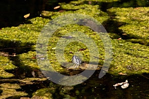 Southern painted turtle Chrysemys picta