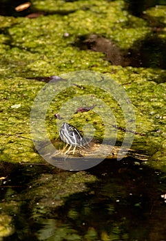 Southern painted turtle Chrysemys picta