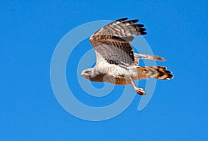 Southern Pale Chanting Goshawk