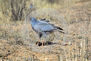 Southern pale chanting goshawk