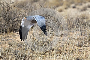 Southern pale chanting goshawk