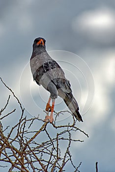 Southern Pale Chanting Goshawk Bird, Africa