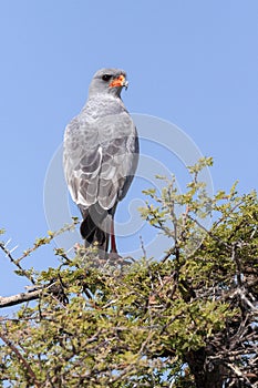 Southern Pale Chanting Goshawk - Botswana