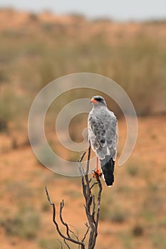 The southern pale chanting goshawk Melierax canorus is sitting on the branch with red dunes of the desert in background photo