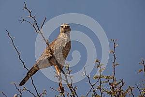 Southern Pale Chanting Goshawk Merielax canorus Juvenile 4514