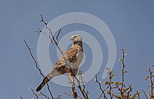 Southern Pale Chanting Goshawk Merielax canorus Juvinile 4512