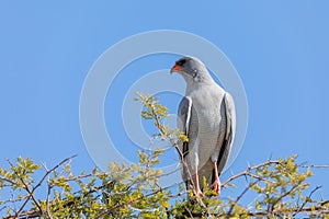 Southern Pale Chanting Goshawk, Namibia safari Africa wildlife