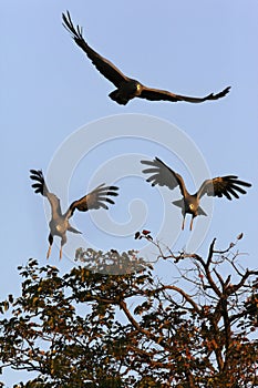 Southern Pale Chanting Goshawks - Botswana