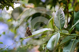 Southern pearly eye (Enodia portlandia) butterfly on a plant leaf