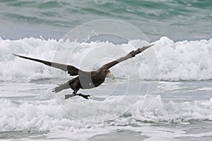 Southern Petrel at the Beach