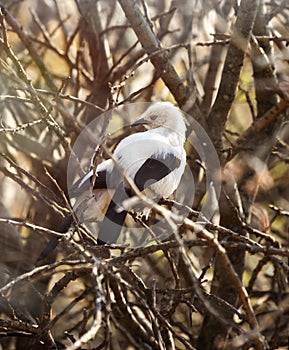 Southern Pied Babbler