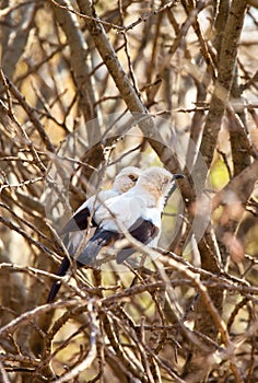 Southern Pied Babbler