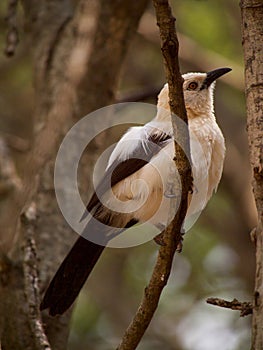 Southern pied babbler