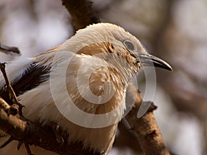 Southern pied babbler