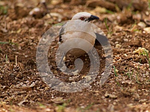 Southern pied babbler