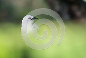 Southern Pied Babbler