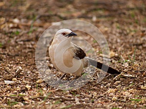 Southern pied babbler