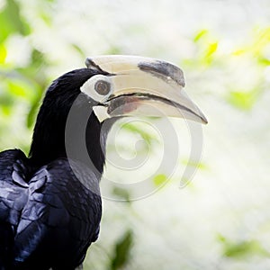 Southern pied-hornbill or Asian Pied-hornbill, Anthracoceros alb