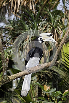 Southern pied-hornbill or Asian Pied-hornbill, Anthracoceros albirostris