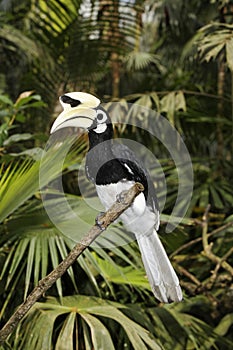 Southern pied-hornbill or Asian Pied-hornbill, Anthracoceros albirostris